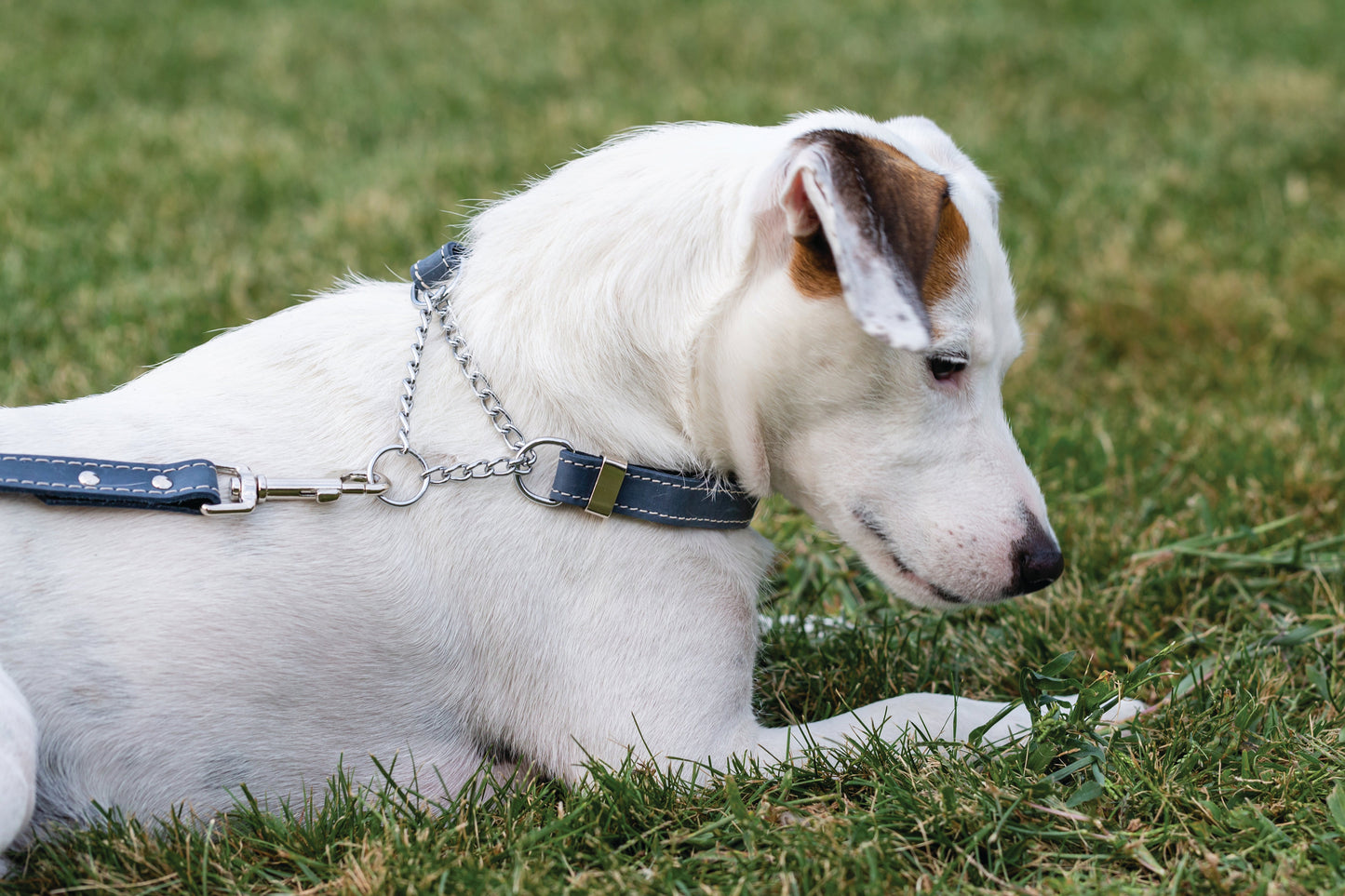 Martingale Leather Dog Collar