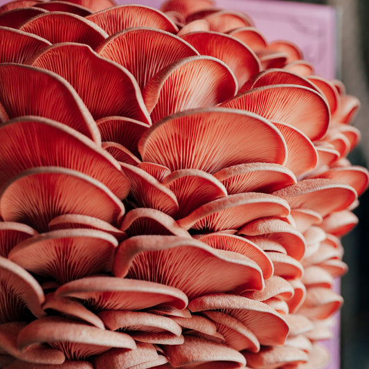 Organic Pink Oyster Mushroom Grow Kit