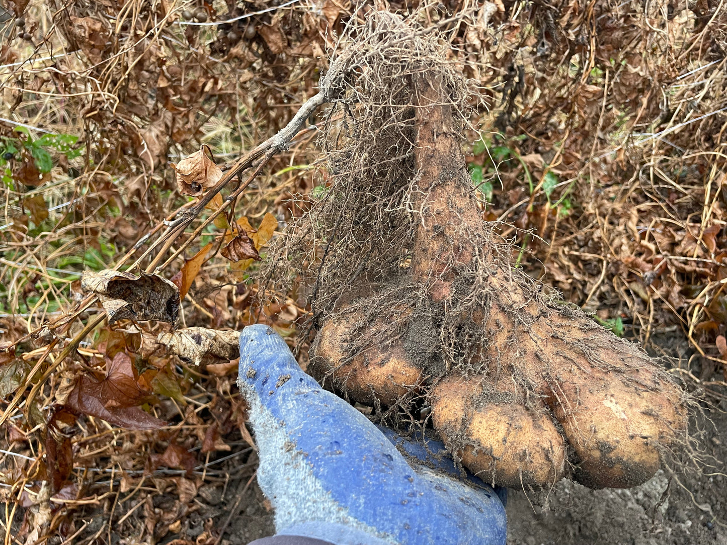 YAMAIMO (Japanese Yam) | Suzuki Farm | 1.2 lb