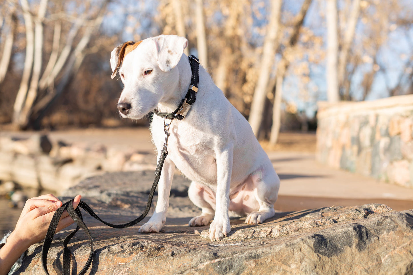 Pro Line Leather Hunting Dog Collar