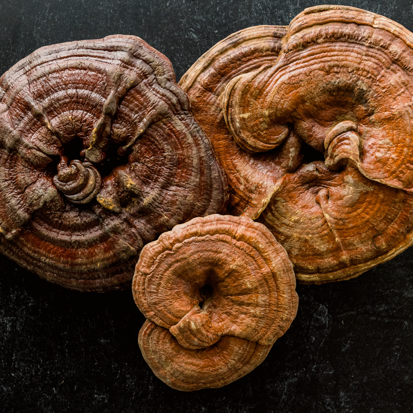 Nighttime Relaxation Mushroom Chocolates with Reishi