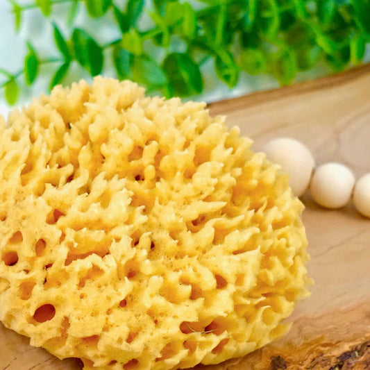 Sea Sponge, Sustainably Harvested