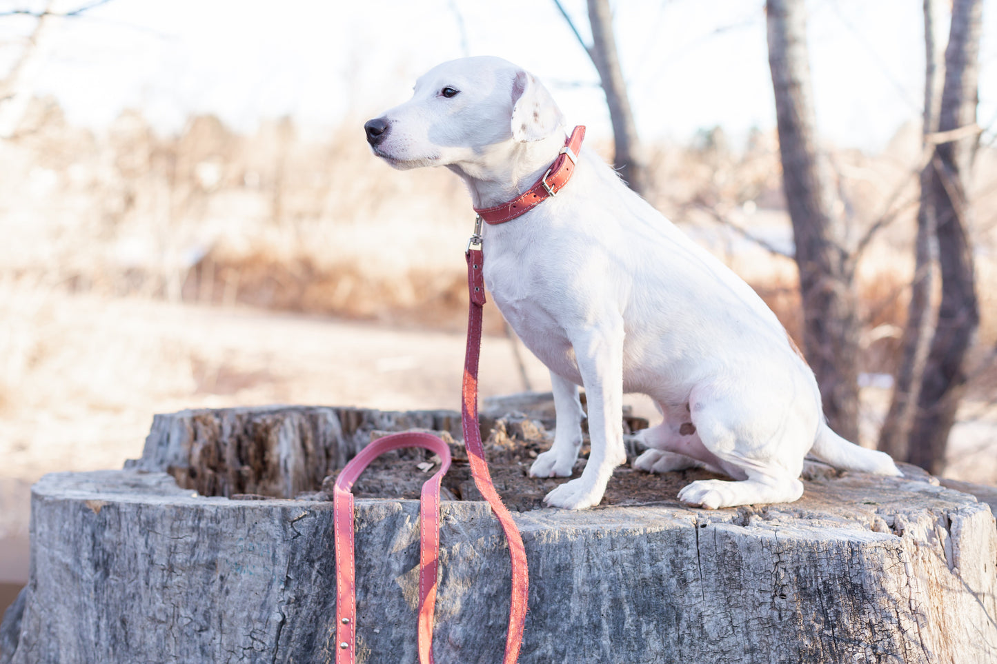 Pro Line Leather Hunting Dog Leash