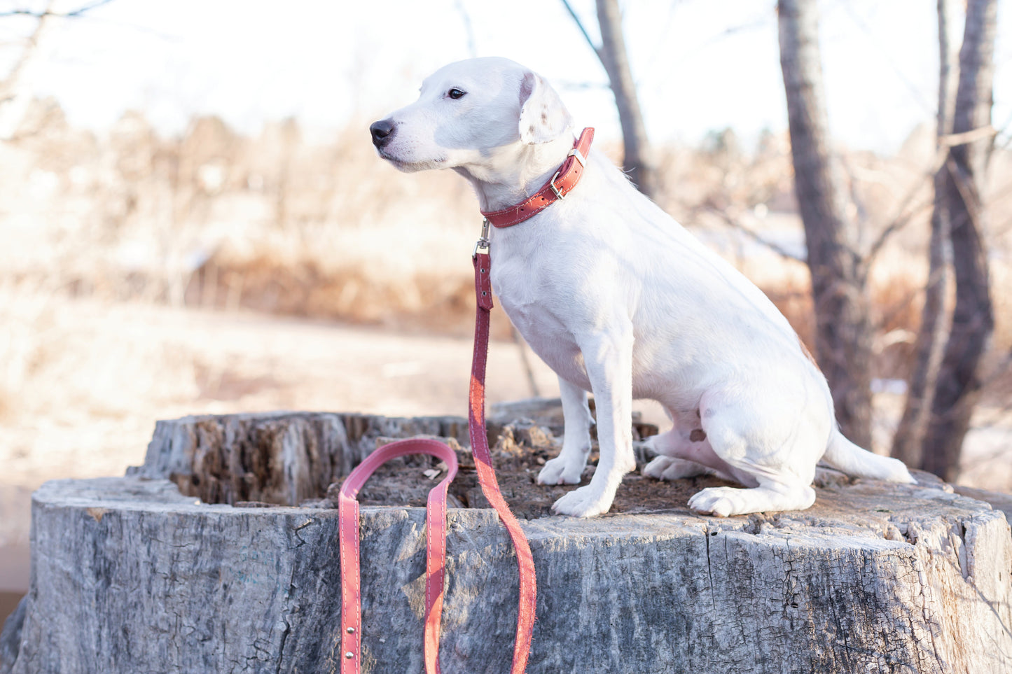 Pro Line Leather Hunting Dog Collar