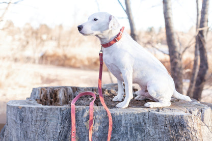 Pro Line Leather Hunting Dog Collar