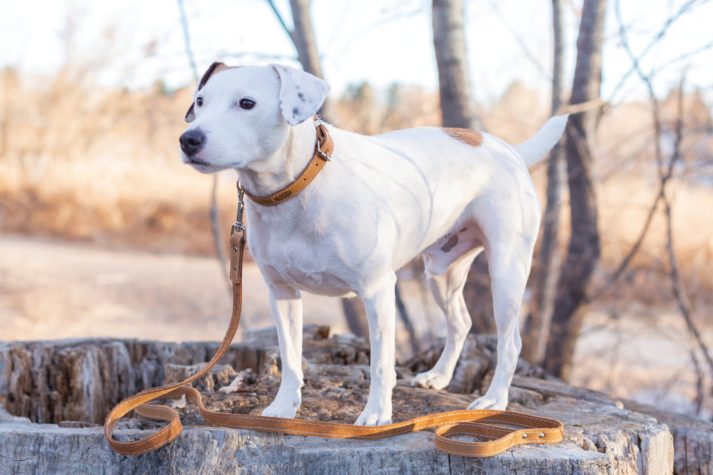 Pro Line Leather Hunting Dog Collar