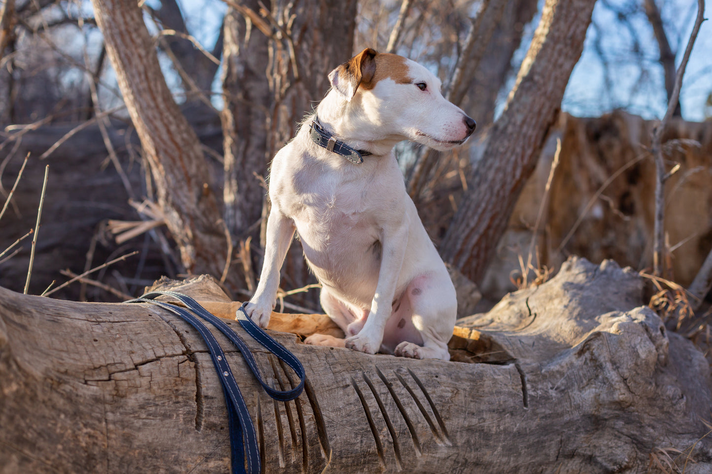 Pro Line Leather Hunting Dog Leash