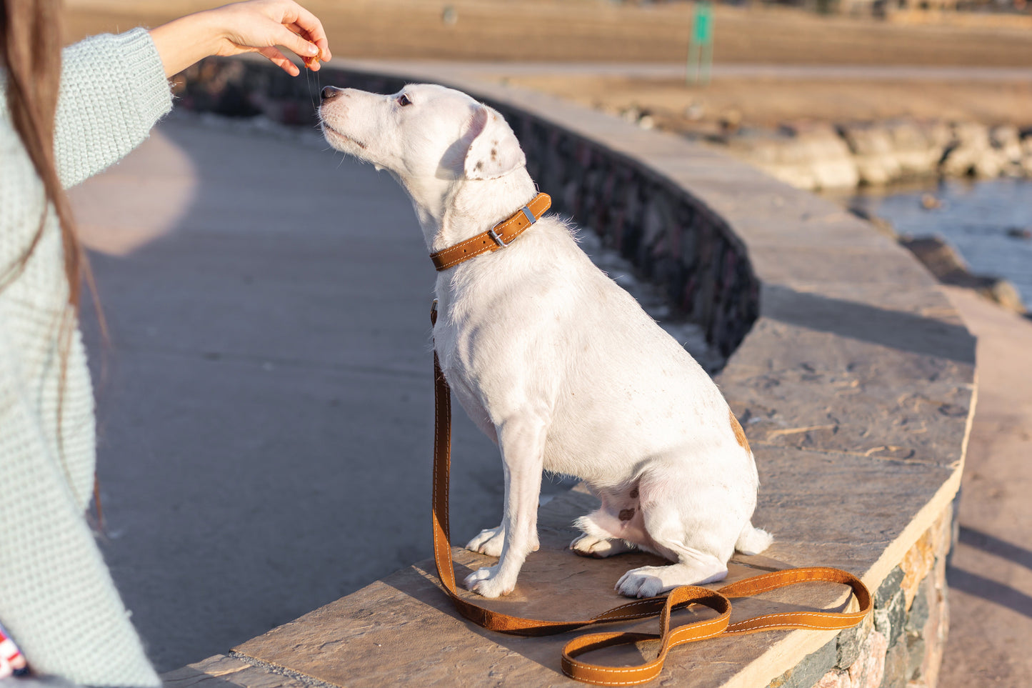 Pro Line Leather Hunting Dog Collar