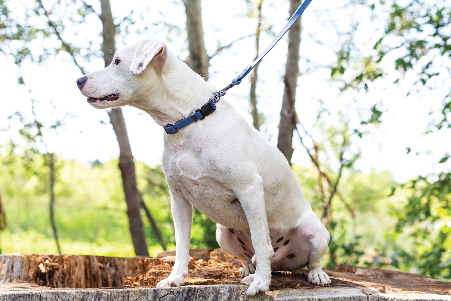 Waterproof Super Soft PVC Dog Collar