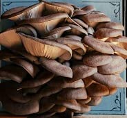 Organic Oyster Mushroom Grow Kit
