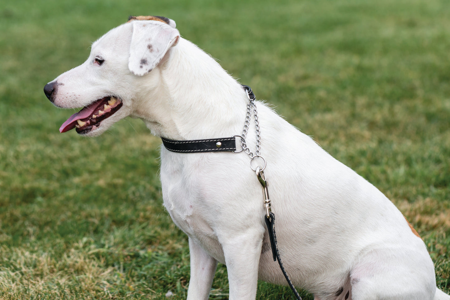 Martingale Leather Dog Collar