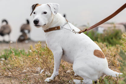 Martingale Leather Dog Collar