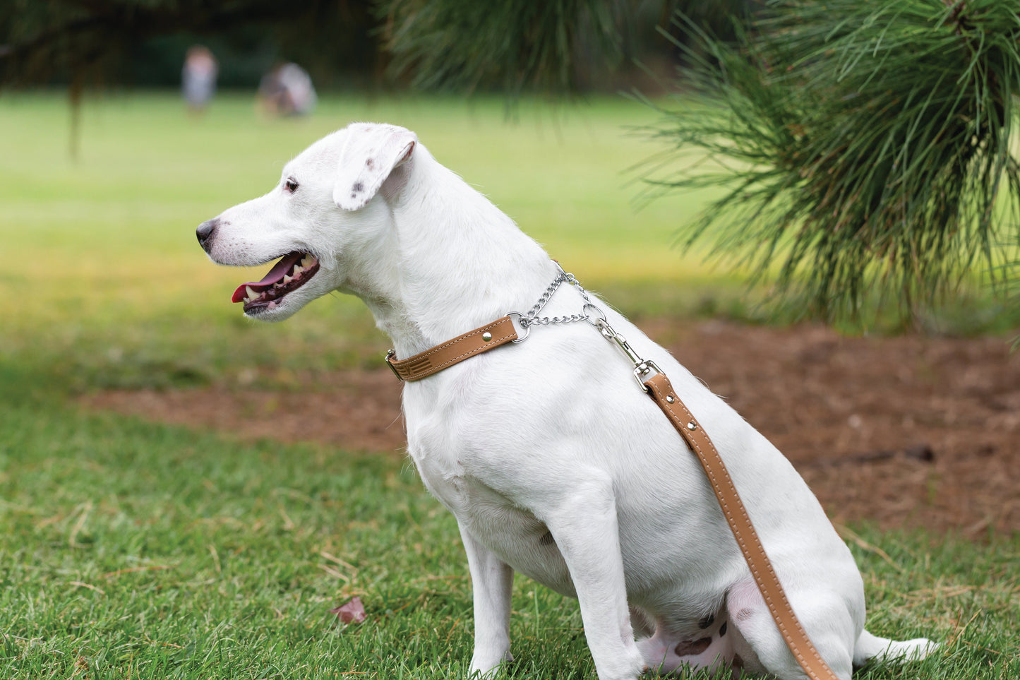 Martingale Leather Dog Collar