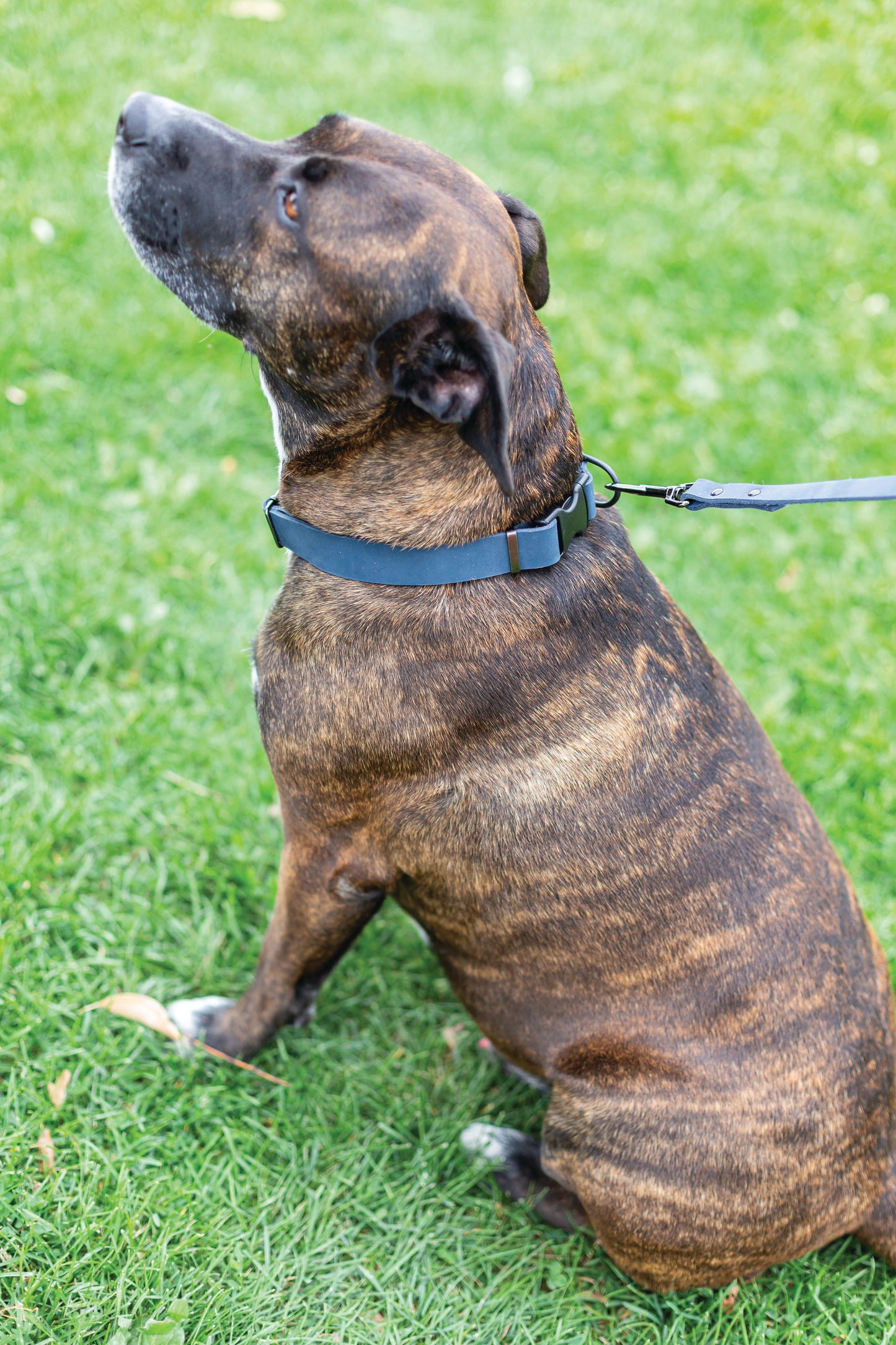 Sport Style Leather Dog Collar