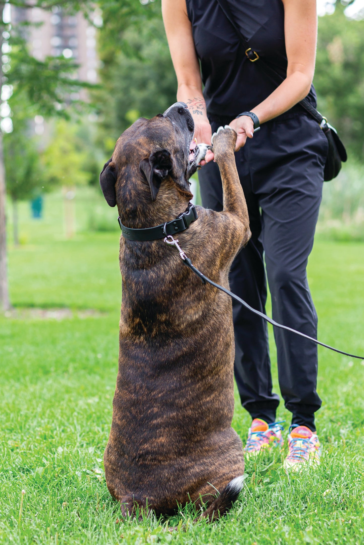 Sport Style Leather Dog Leash