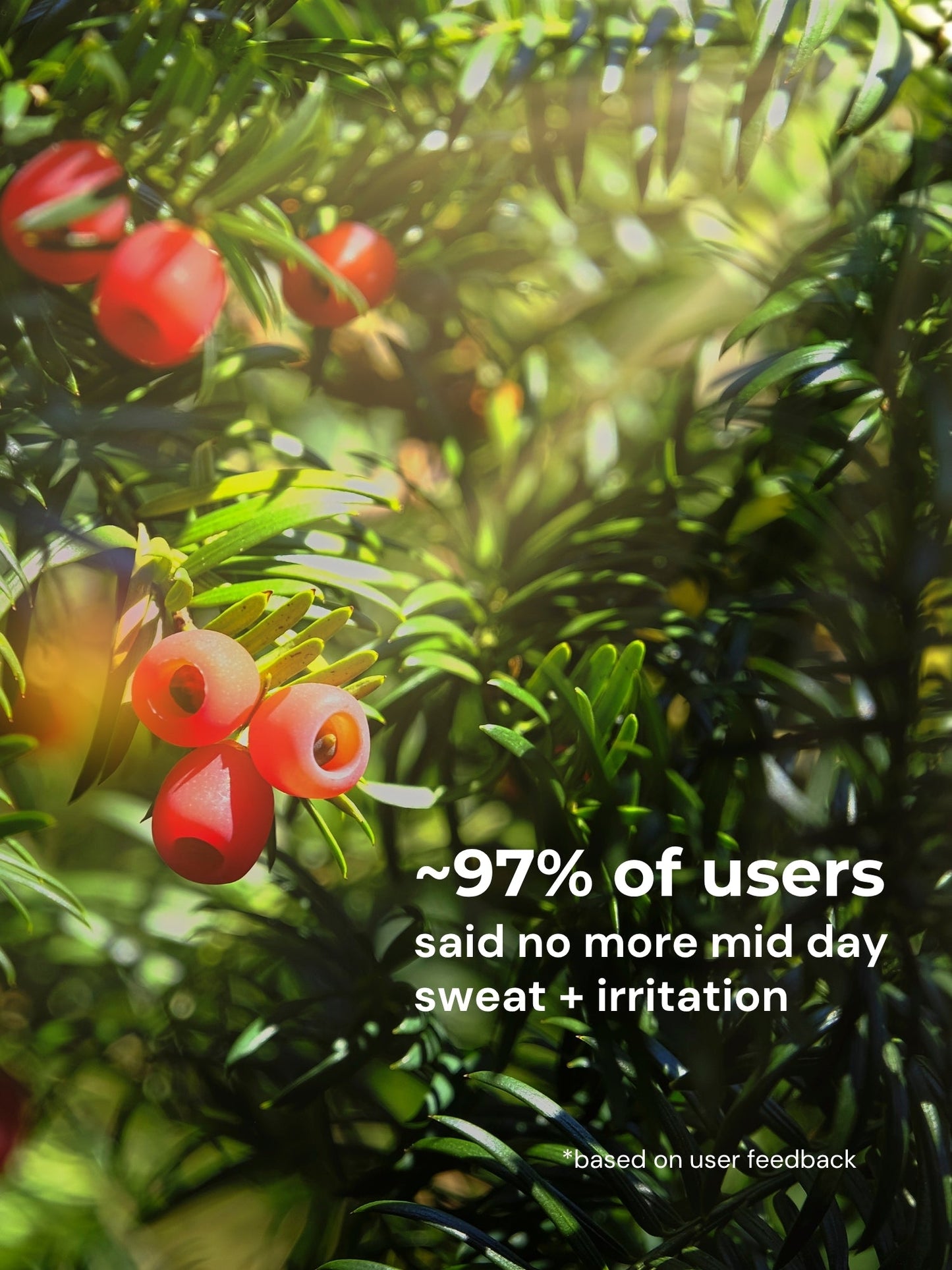 Yew Tree Bae Skin-Calming Hipsters