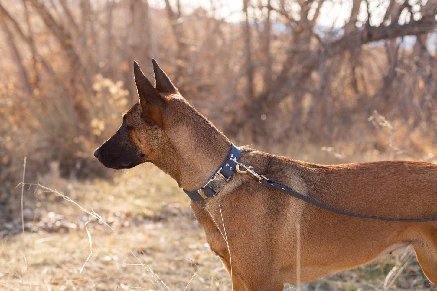Modern Style Leather Dog Leash