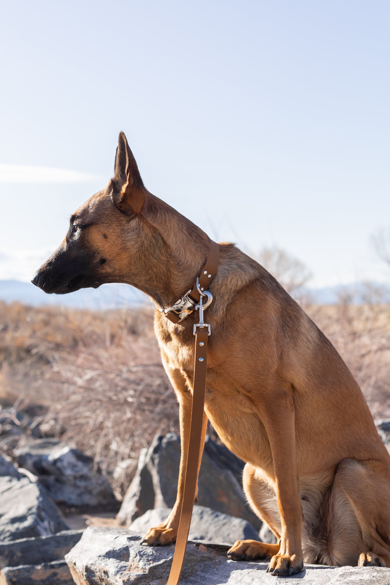Modern Style Quick-Release Leather Dog Collar