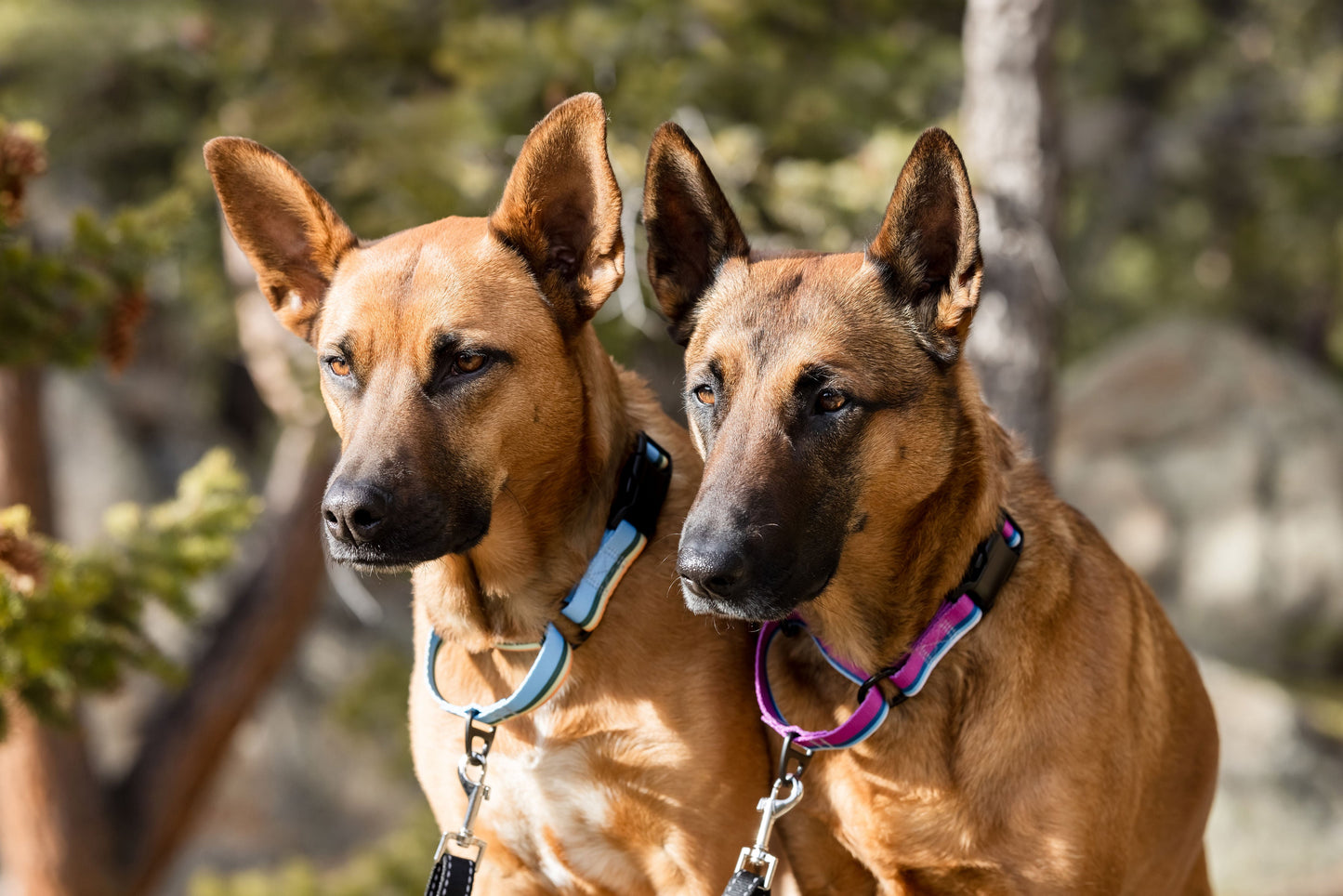 Outdoor Style All Nylon Martingale Collar