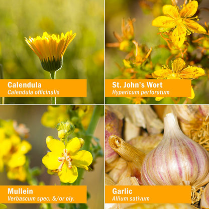 Herb Pharm Mullein-Garlic Oil with Calendula and St. John's Wort - Ear Health Support - 1 Fl Oz