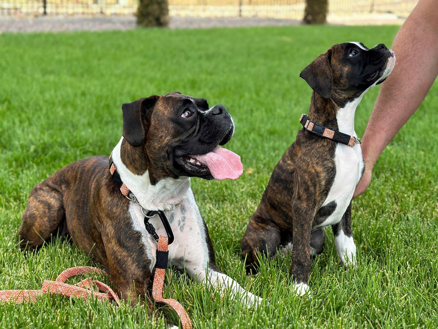 Mountain Flat Weave Climbing Rope Dog Leash