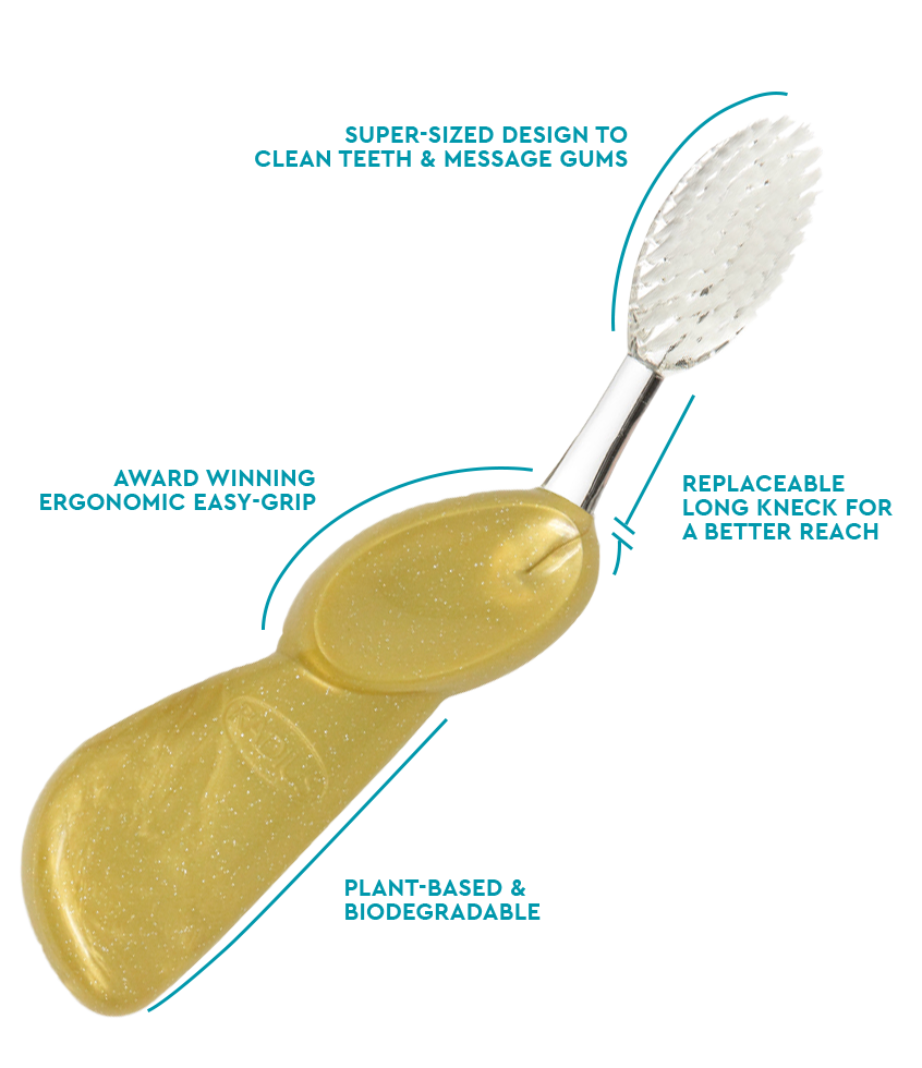 Big Brush with Replaceable Head Toothbrush