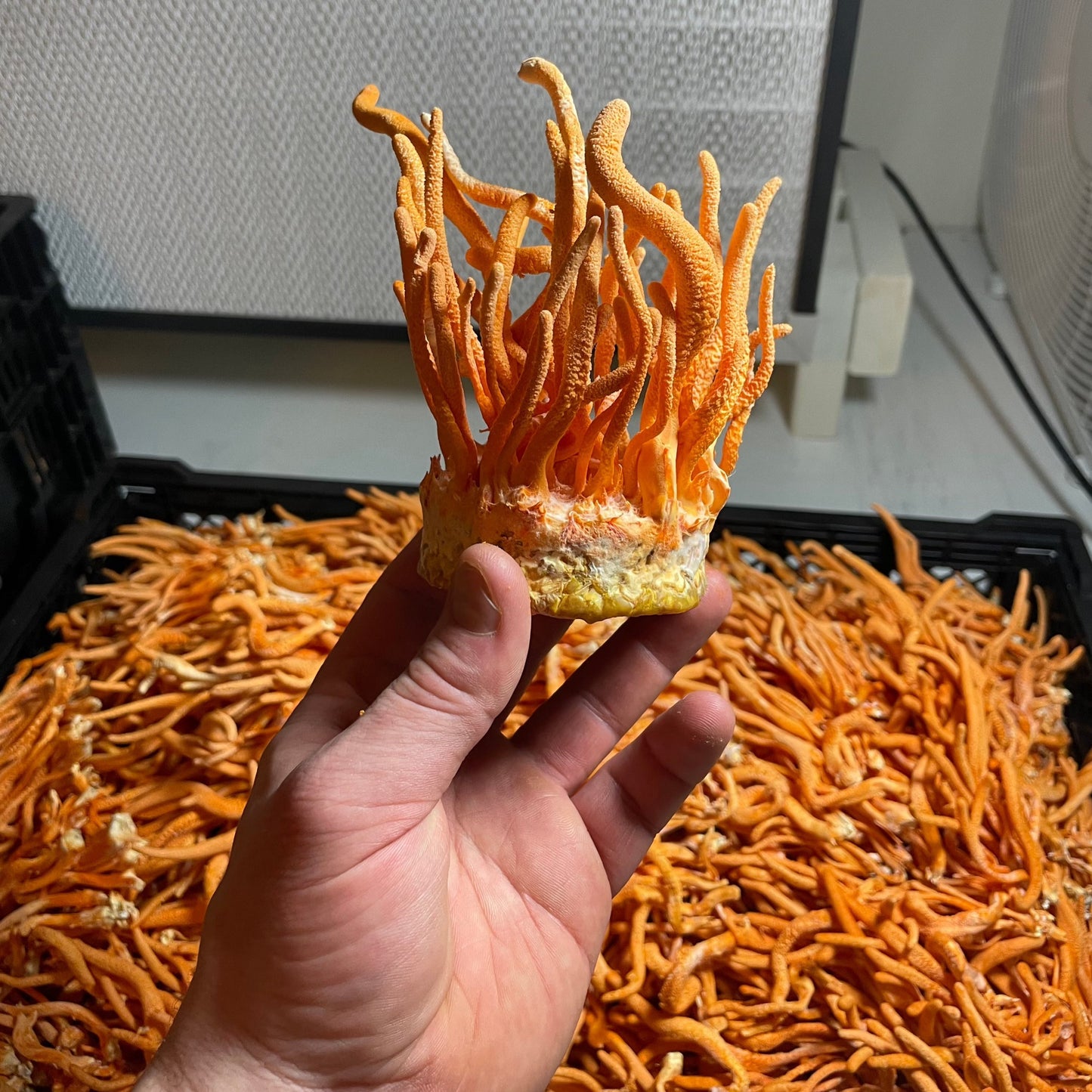 Lion's Mane + Cordyceps Dual Extract Tincture