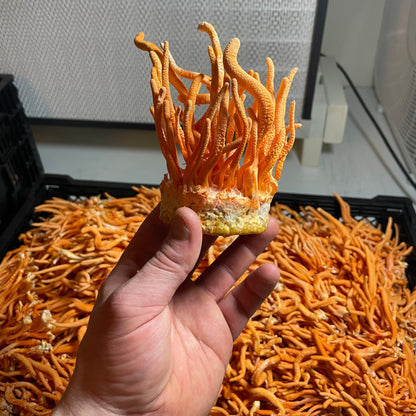 Lion's Mane + Cordyceps Dual Extract Tincture