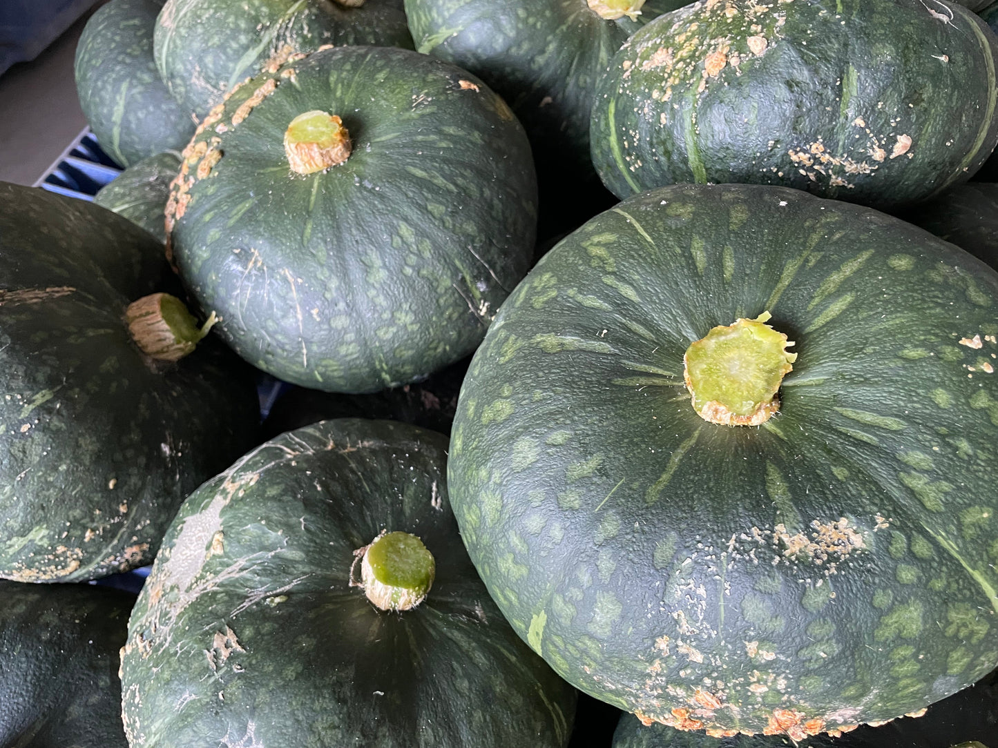 KABOCHA Squash | Suzuki Farm | 1 pc