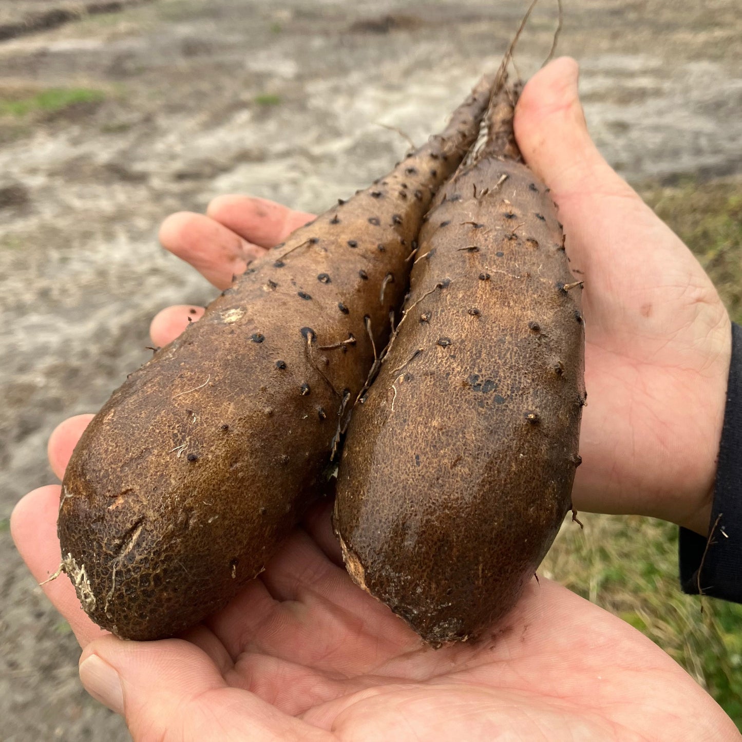 YAMAIMO (Japanese Yam) | Suzuki Farm | 1.2 lb