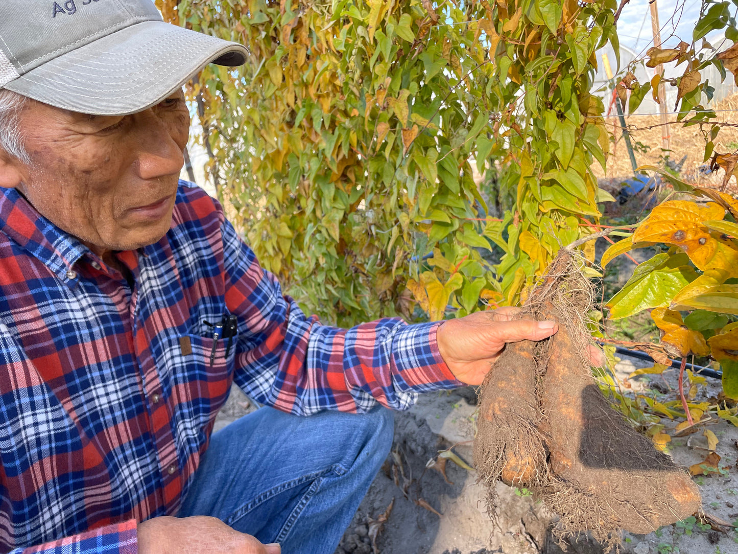 YAMAIMO (Japanese Yam) | Suzuki Farm | 1.2 lb