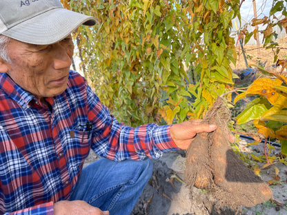 YAMAIMO (Japanese Yam) | Suzuki Farm | 1.2 lb