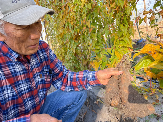 YAMAIMO (Japanese Yam) | Suzuki Farm | 1.2 lb