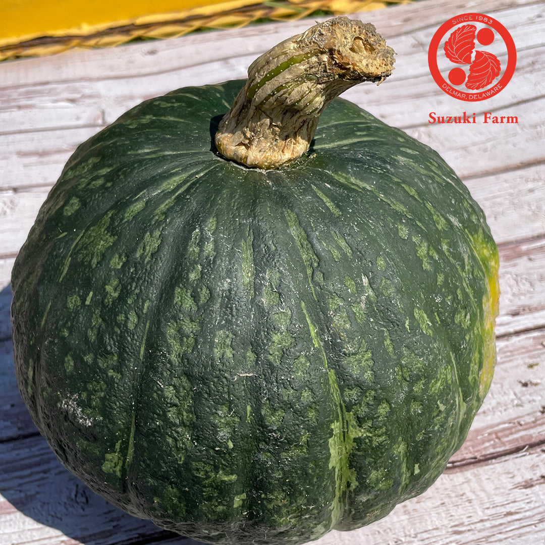 KABOCHA Squash | Suzuki Farm | 1 pc