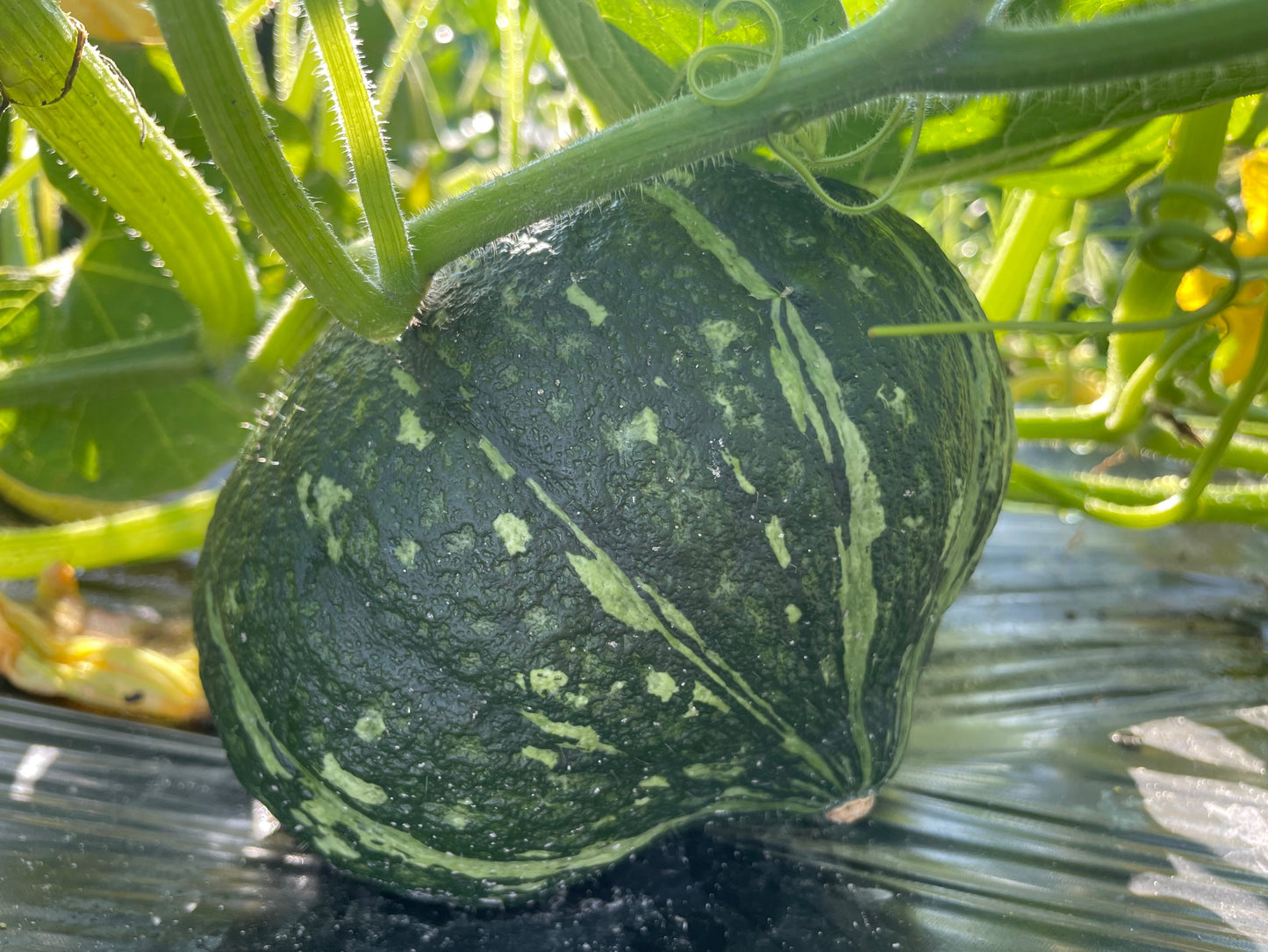 KABOCHA Squash | Suzuki Farm | 1 pc