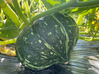 KABOCHA Squash | Suzuki Farm | 1 pc