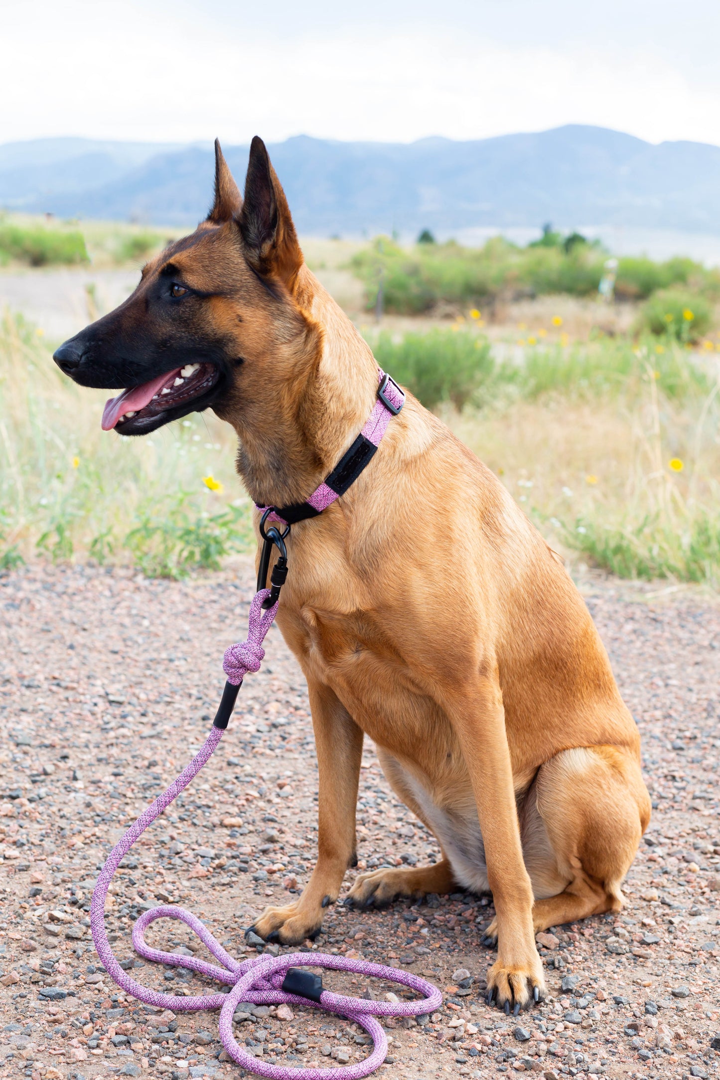 Climbing Rope Dog Collar