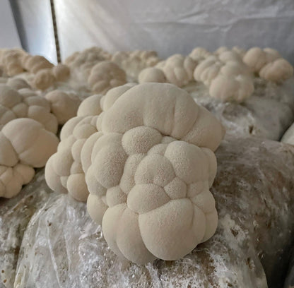 Lion's Mane + Reishi Dual Extract Tincture