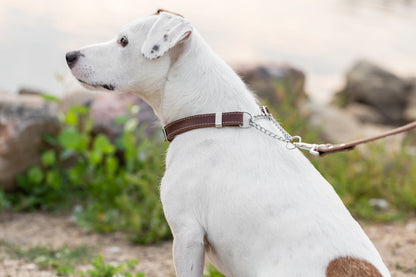 Martingale Leather Dog Collar