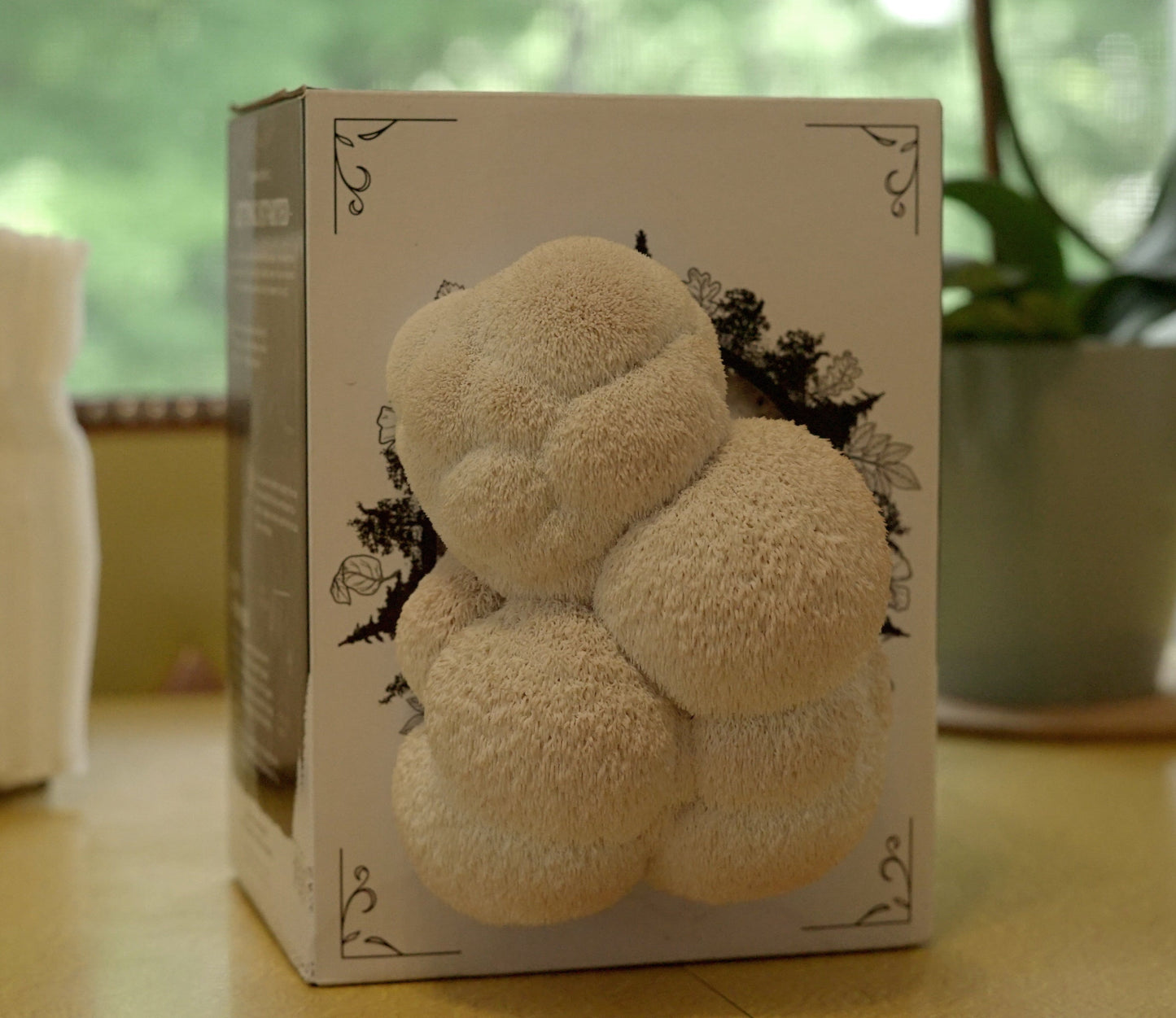 Organic Lion's Mane Mushroom Grow Kit