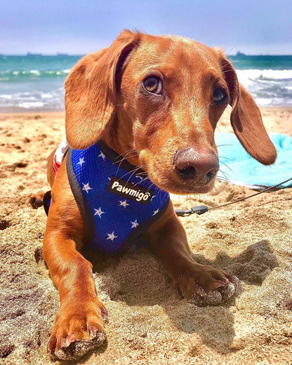Red, White & Bark Reversible Harness