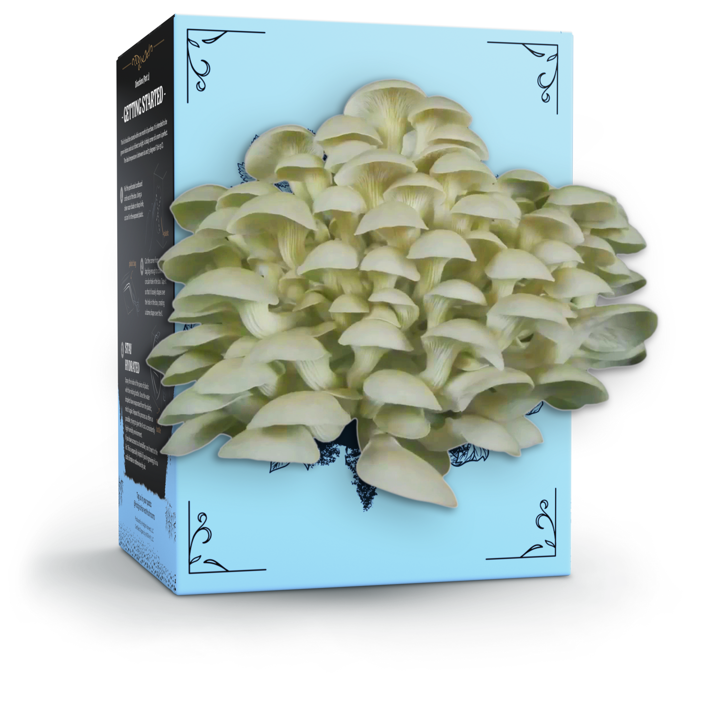 Organic Oyster Mushroom Grow Kit