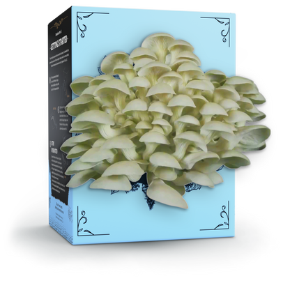 Organic Oyster Mushroom Grow Kit