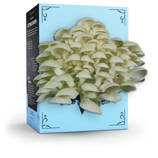 Organic Oyster Mushroom Grow Kit