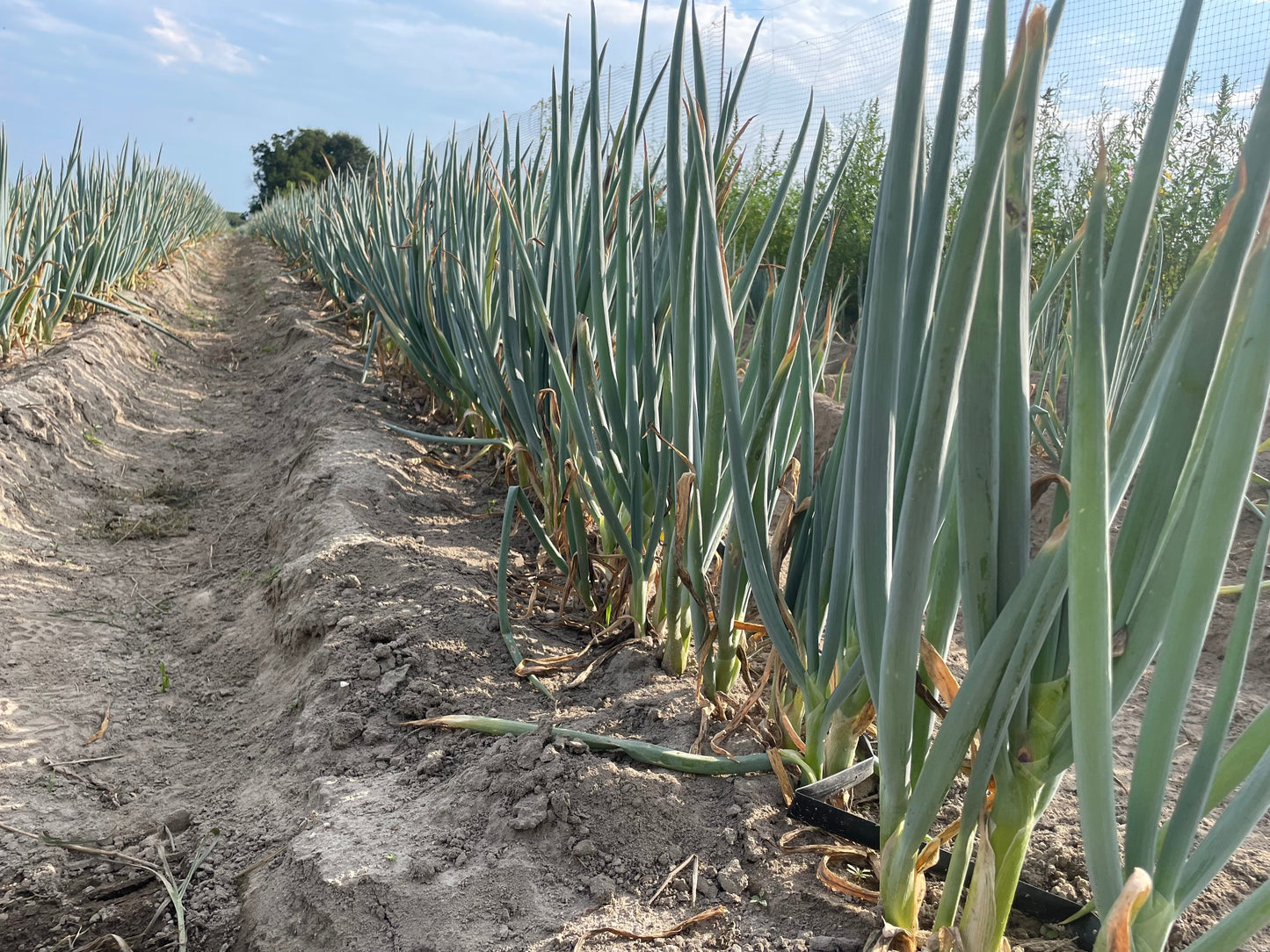 TOKYO NEGI (Long green onion) | Suzuki Farm | 1 bunch