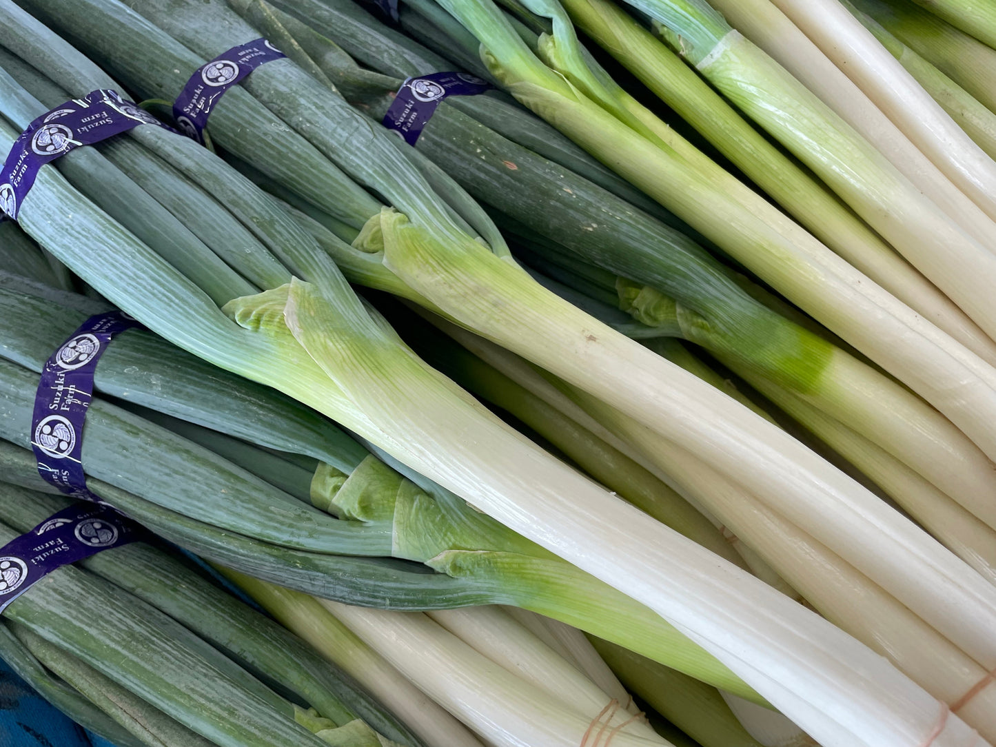 TOKYO NEGI (Long green onion) | Suzuki Farm | 1 bunch