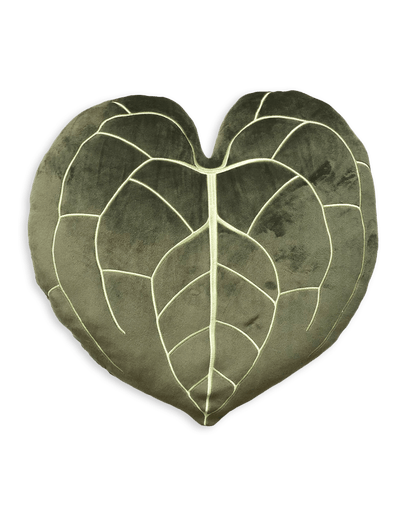 Anthurium Clarinervium - Khaki