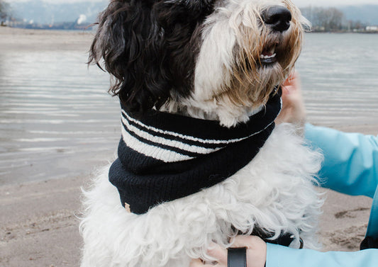 Cashmere Blend Scarf sets for Pets and their humans, Black and White