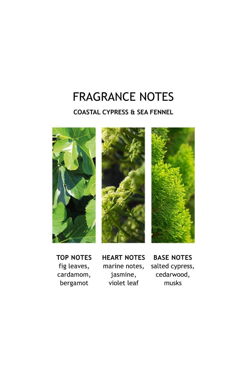 Coastal Cypress & Sea Fennel Bath & Shower Gel