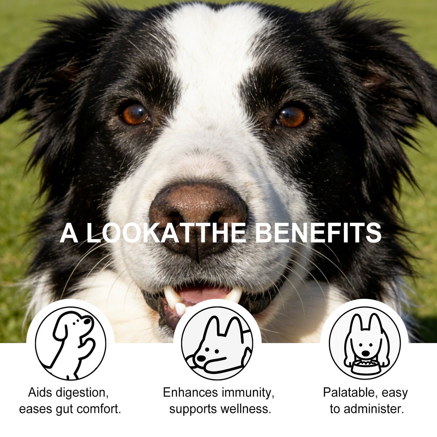 Breath-Freshening Tooth Powder For Dogs